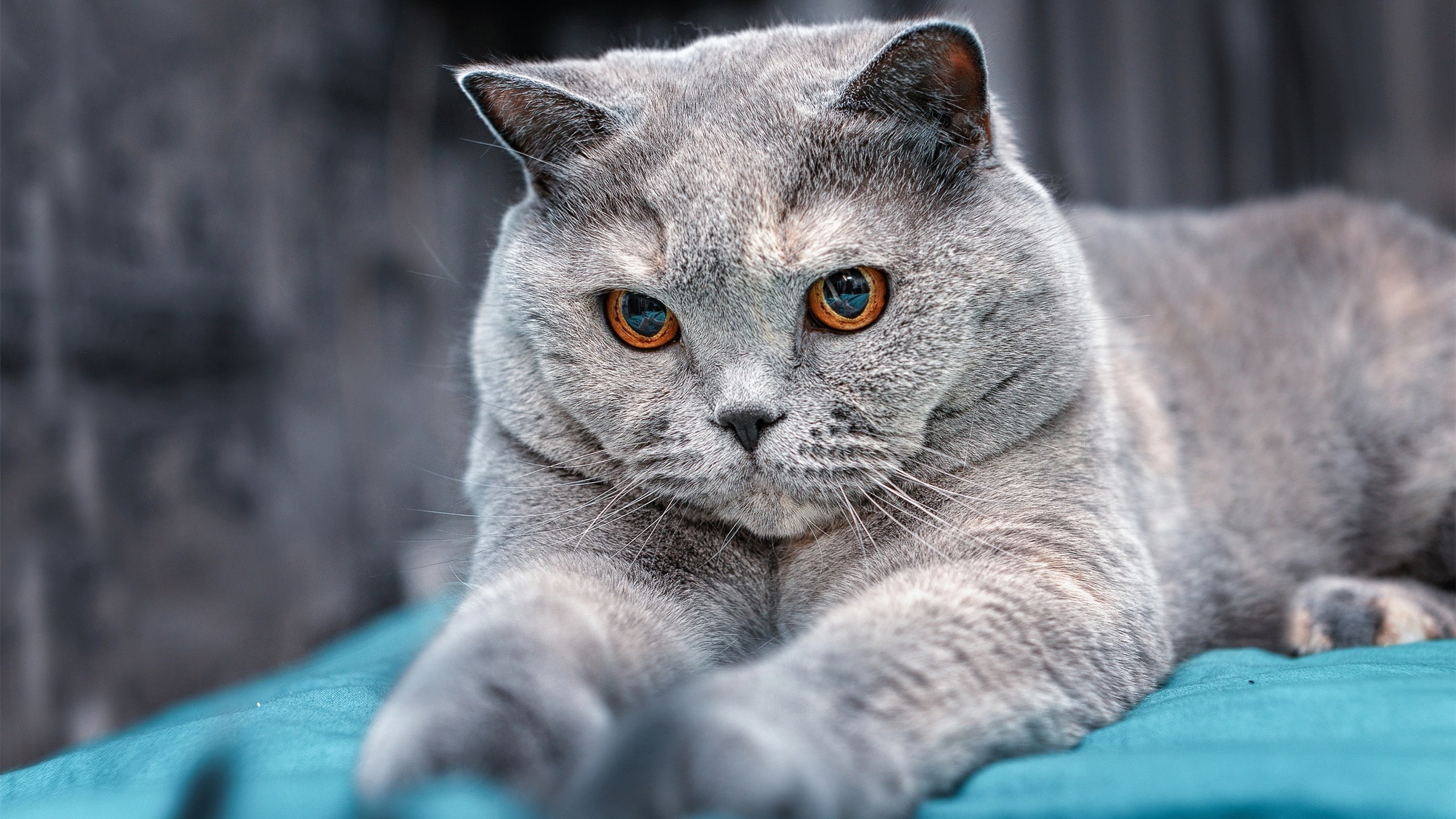 平行宇宙的终场哨,当红魔曼联绝杀欧洲红魔比利时