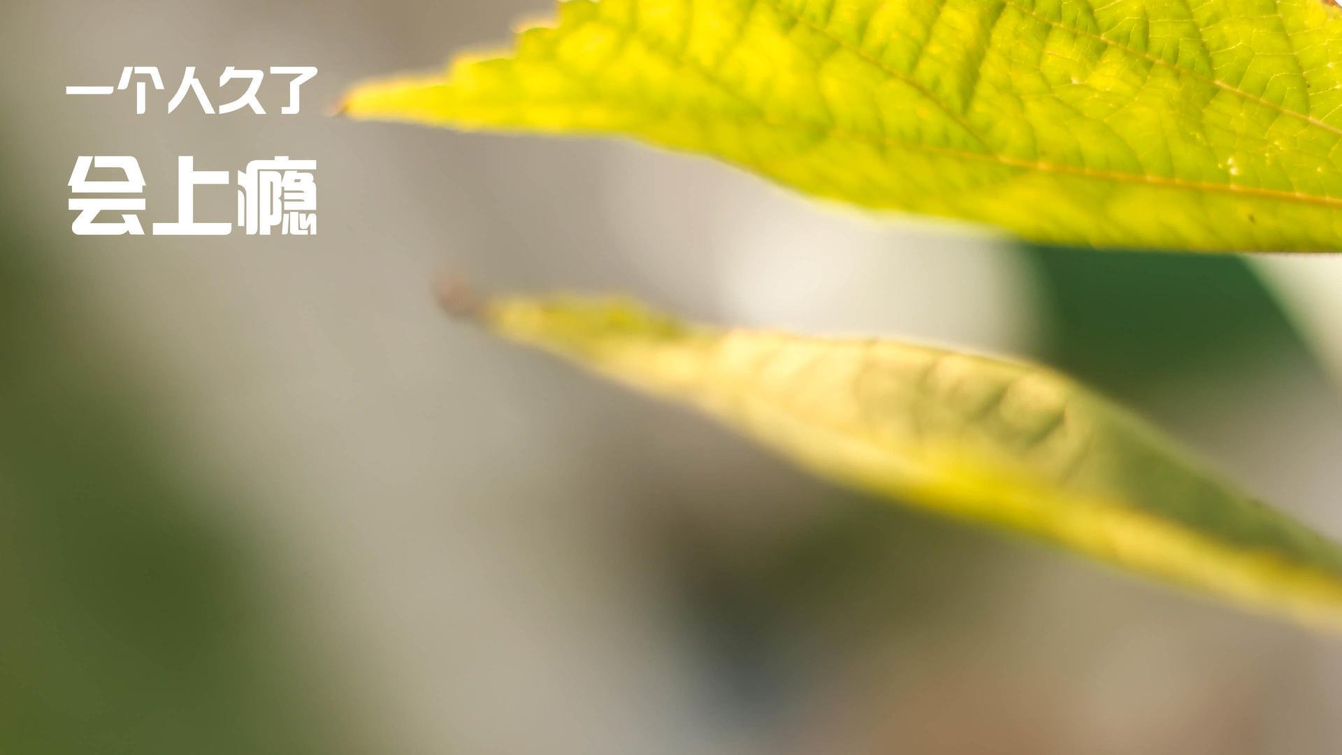 平行世界里的共同公式，当公牛的风吹过江苏，欧文的火点燃篮筐