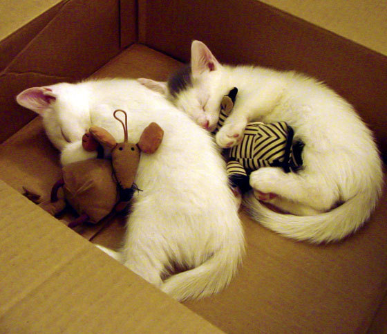 殿堂碾过旷野,温网的永恒引力与新王辛纳的加冕序曲