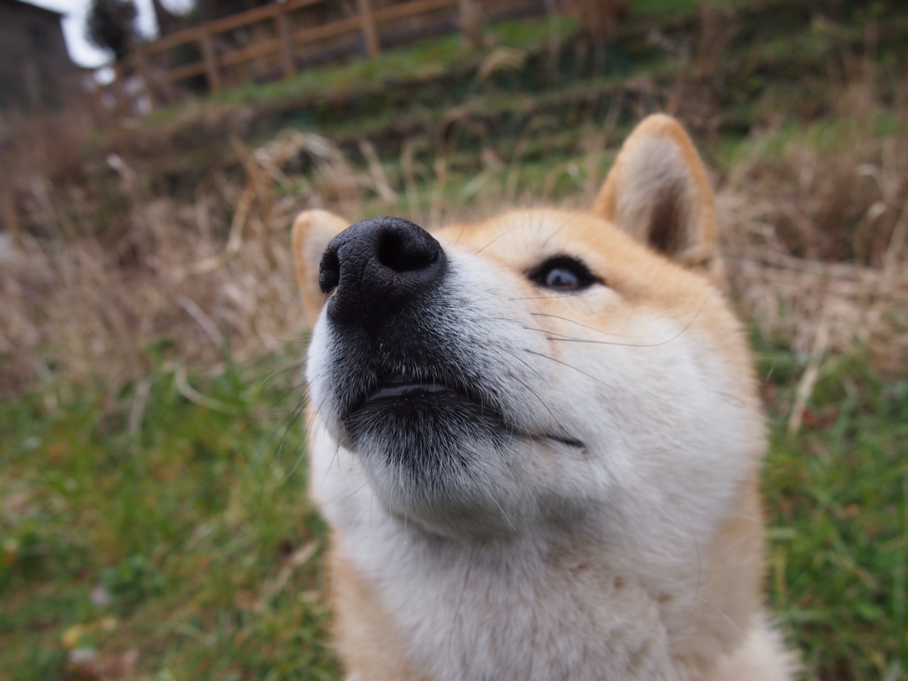 绝杀！红牛二队逆袭迈凯伦，拉塞尔孤胆英雄扛起全队