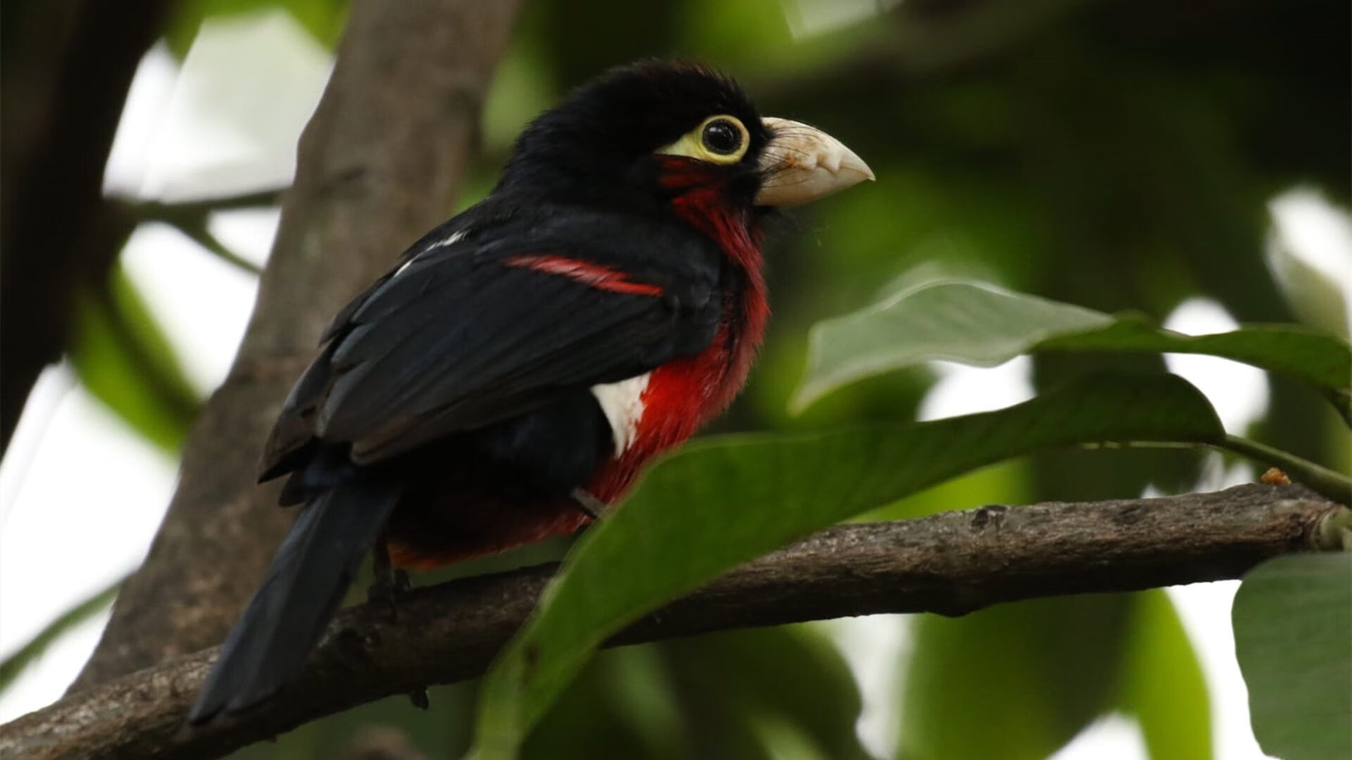 爱游戏tv-逆转的两种语言，从安联球场的集体意志到球台前的王者瞬间