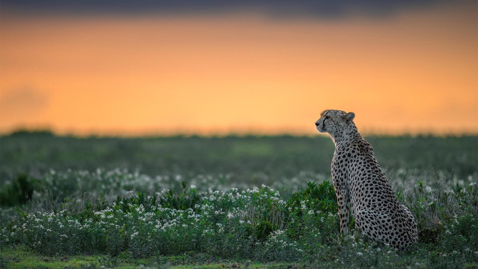 爱游戏体育-险胜之间的致命一瞬