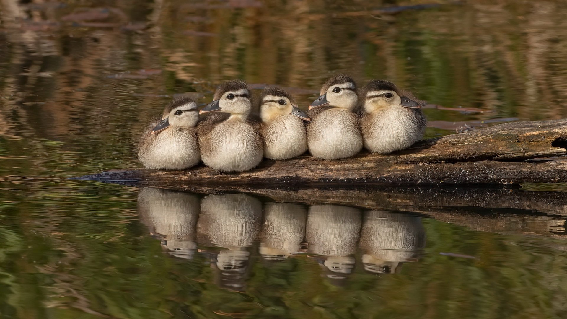 爱游戏下载-北境奇迹！浙江队史诗翻盘，布克一剑封喉强行终结森林狼连胜