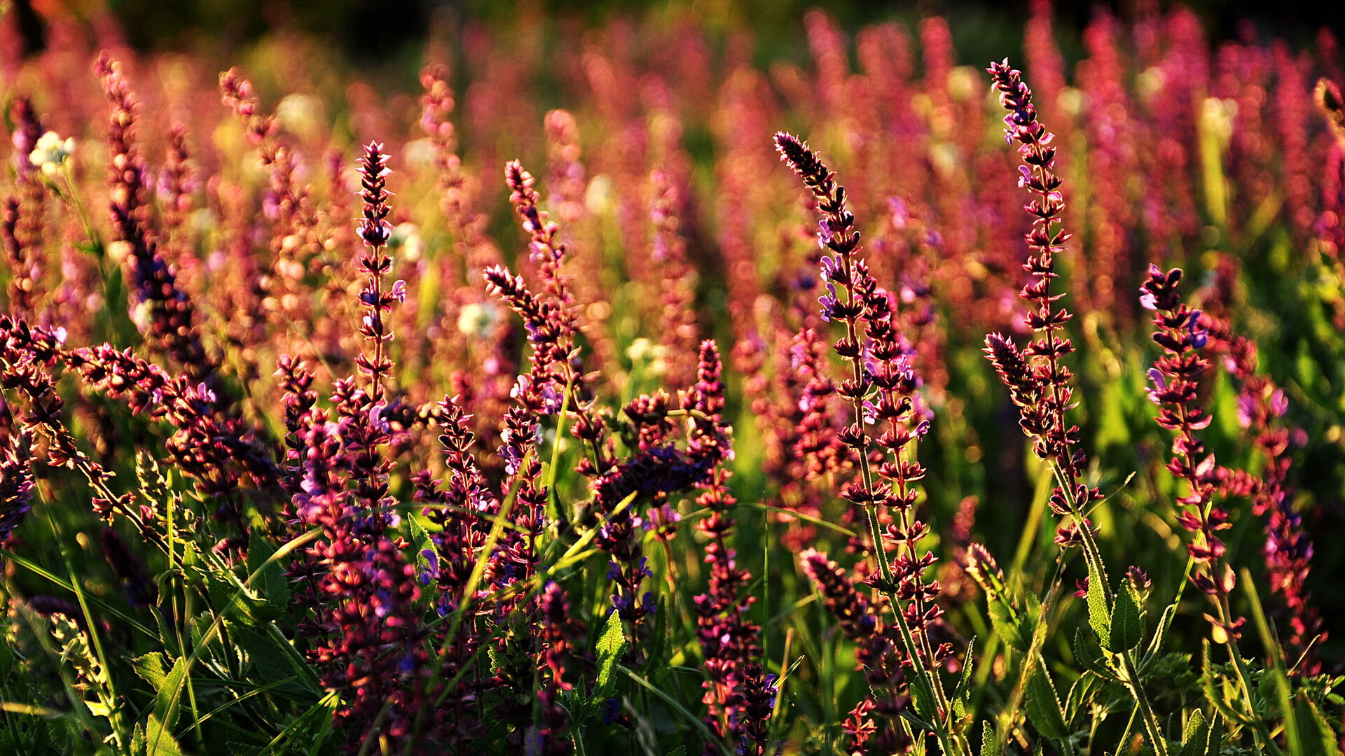 当国家队掀翻俱乐部战舰,几内亚淘汰勒沃库森的唯一性对决,坎特如何成为跨界关键先生