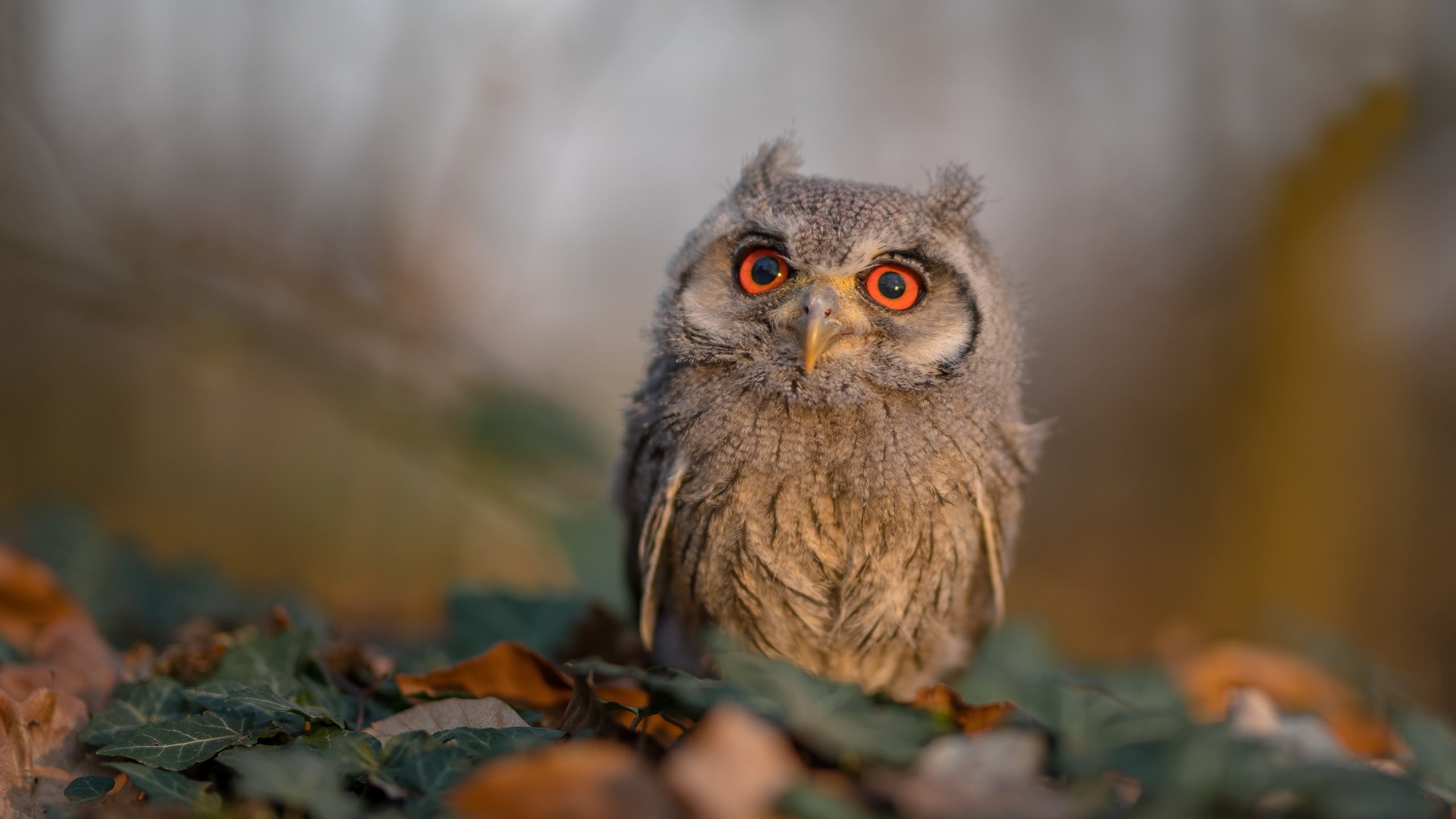 铁蹄之下无完卵,马刺碾碎勇士,武切维奇让对手陷入绝望