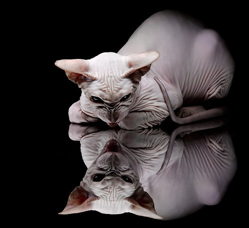 北欧闪电击穿南美铁壁，当芬兰速度定义欧冠淘汰赛新逻辑