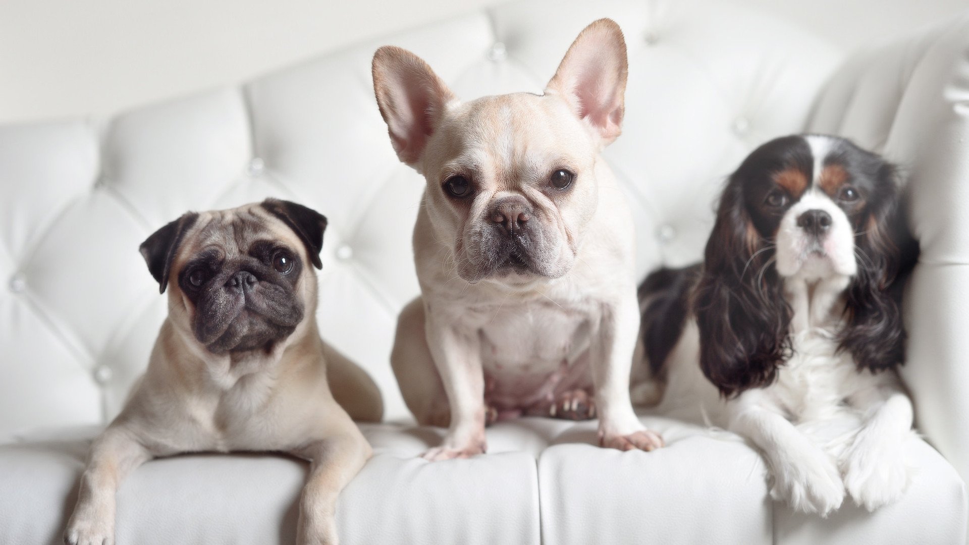 绿茵映照麦迪逊，当布伦森的国家德比之夜在NBA赛场降临