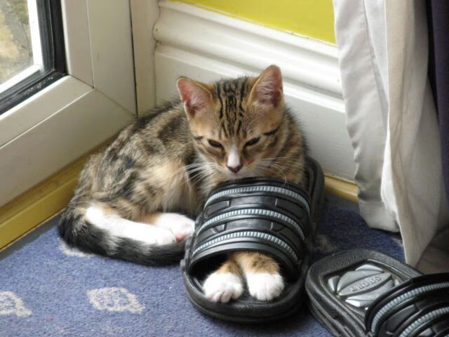 特奥闪耀友谊赛，非洲雄狮力克蓝黑军团—一场跨越国界的足球对话