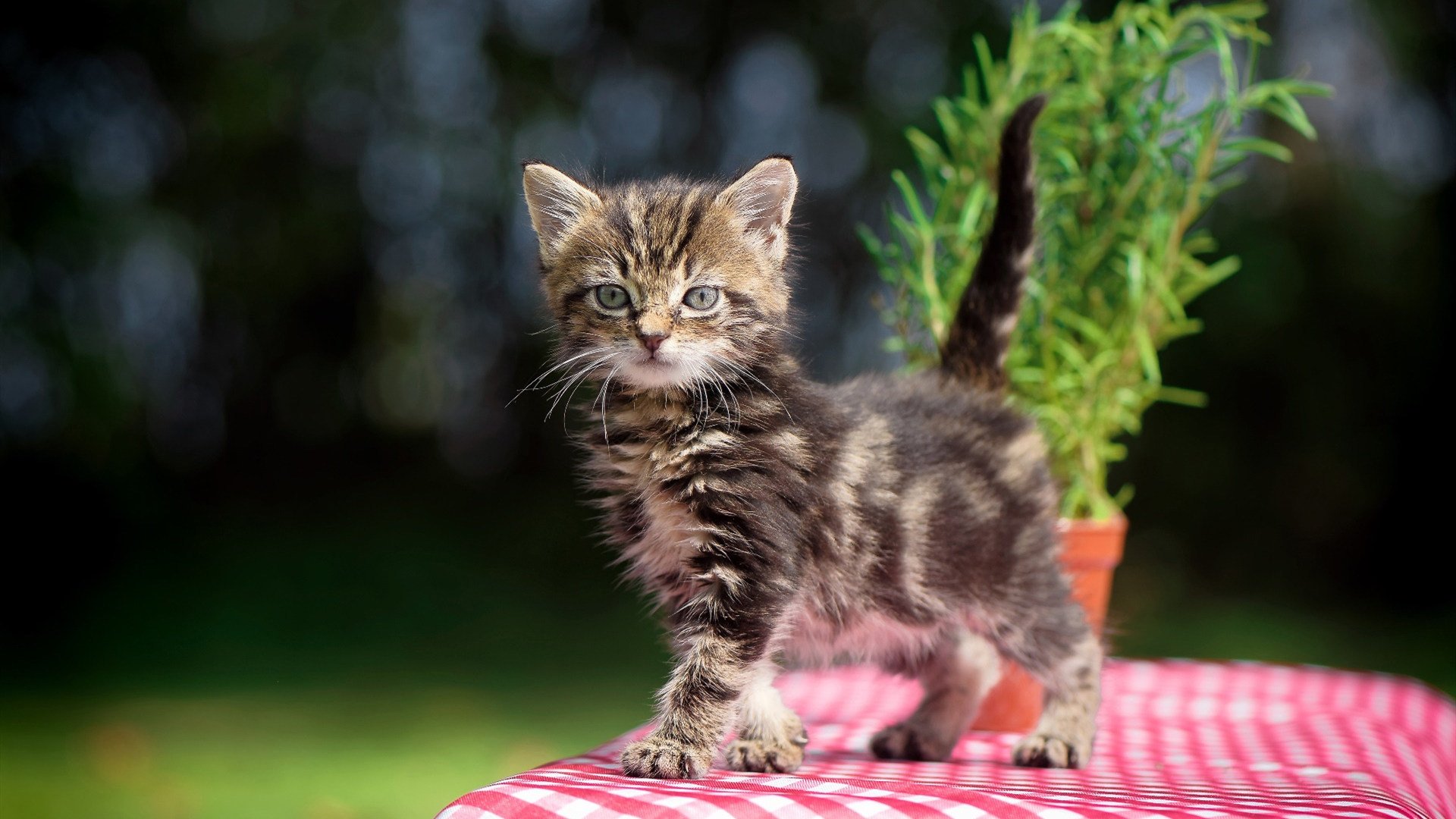 小贾伦单骑救主!吉林掀翻卫冕冠军,辽宁王朝现裂痕?