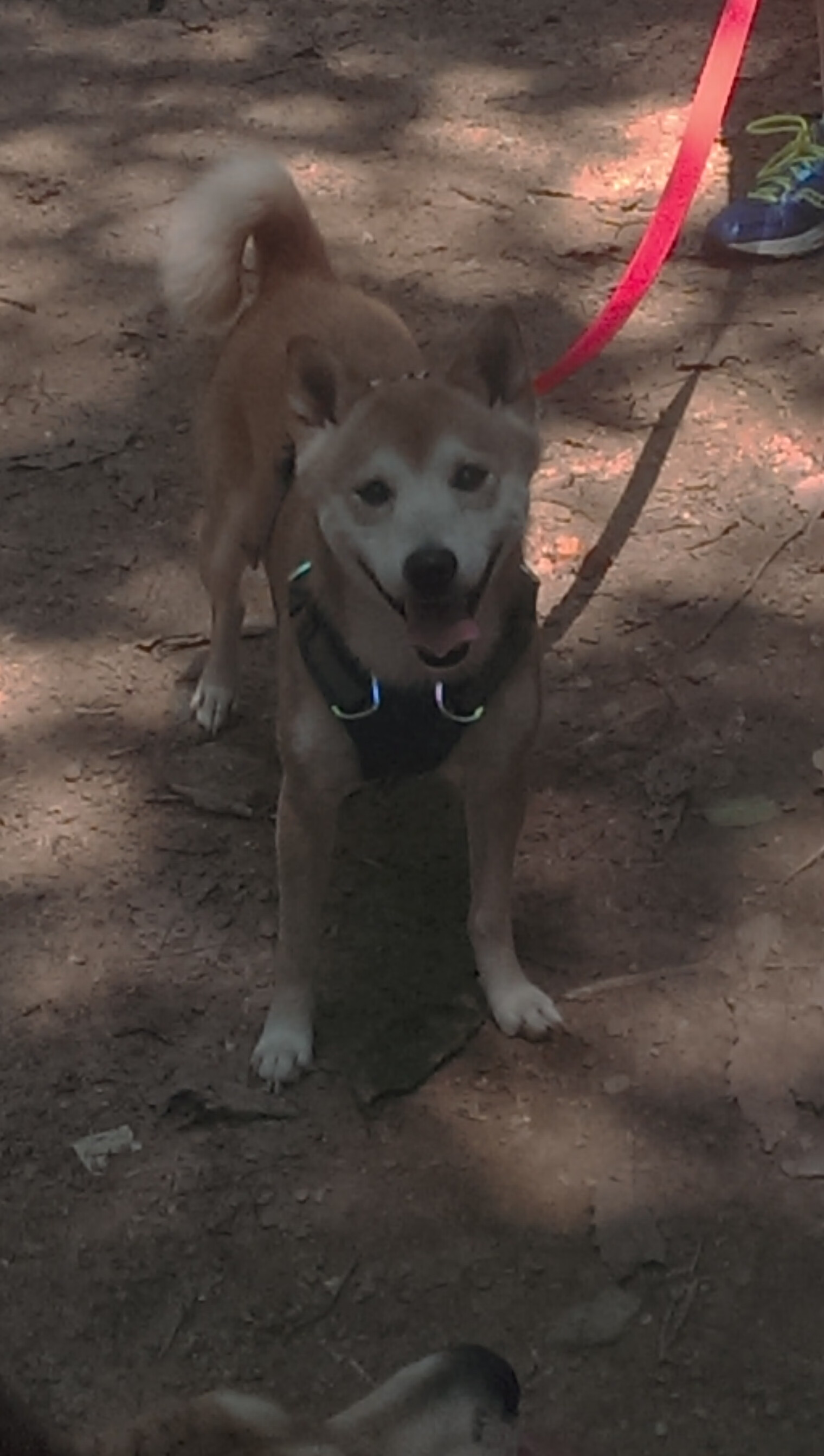 爱游戏在线-风暴眼中决胜一秒，西亚卡姆撕裂猛龙锁链之战