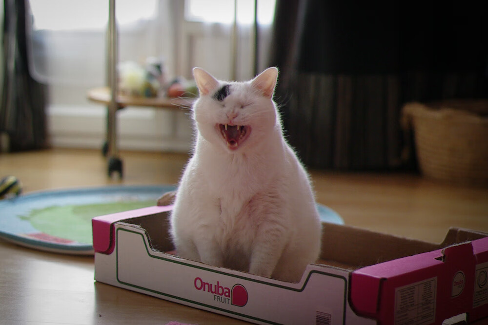 新时代克星诞生！文班亚马封神之战，灰熊撕碎勇士体系