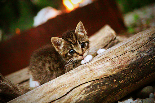 爱游戏tv-冰与火的接管，从吉林猛虎到哈登的赛道狂飙