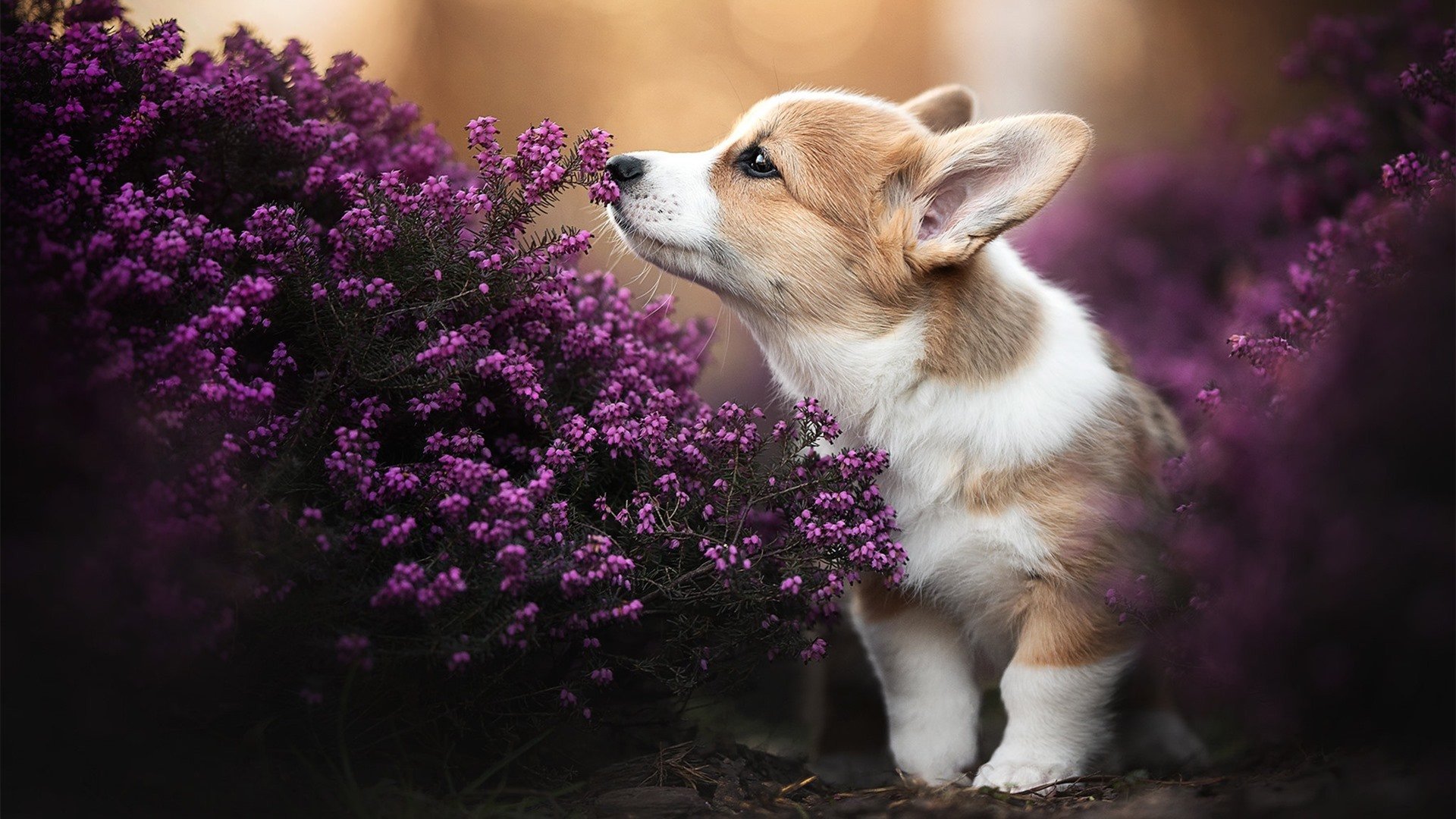 独舞与烈焰，莫兰特的孤星闪耀与热火的集体胜利