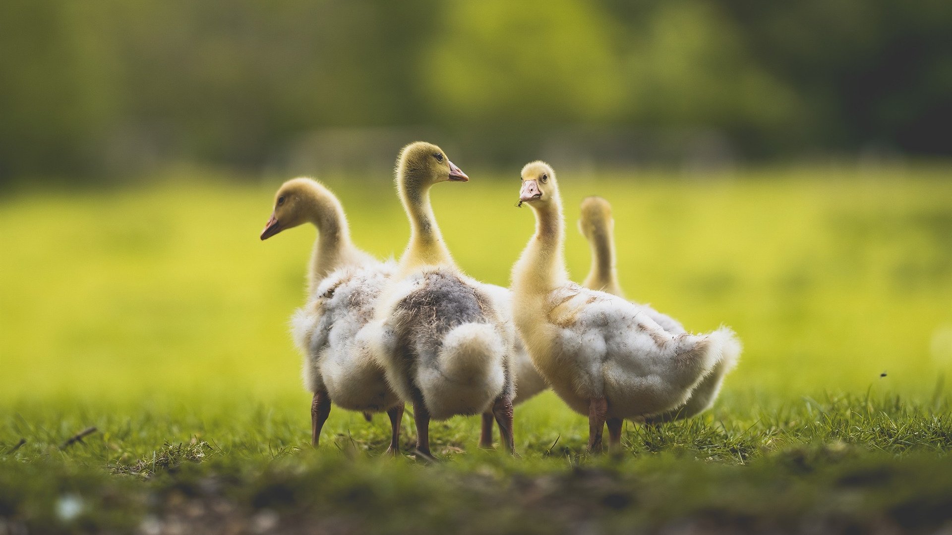 玻利维亚奇迹，卡瓦哈尔关键回合制胜，加纳黯然出局