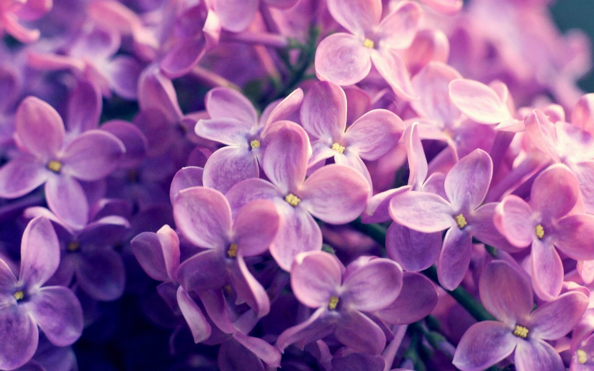 战火中的绿茵乐章,乌克兰节奏大师重塑尤文,范戴克坚盾定江山