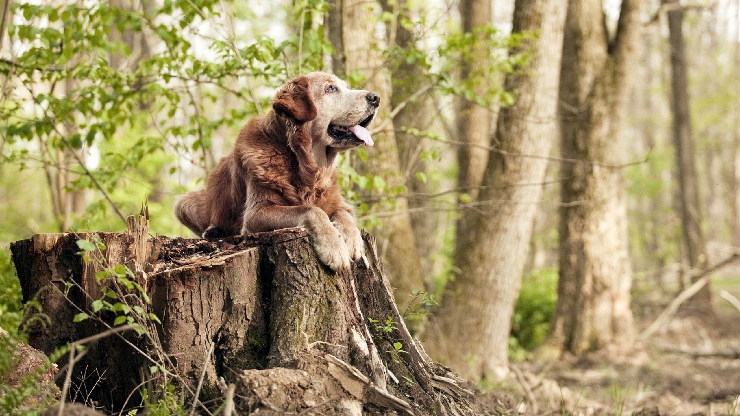 从蛰伏到绽放，奇才双加时险胜猛龙，库兹马献詹姆斯级全能演出