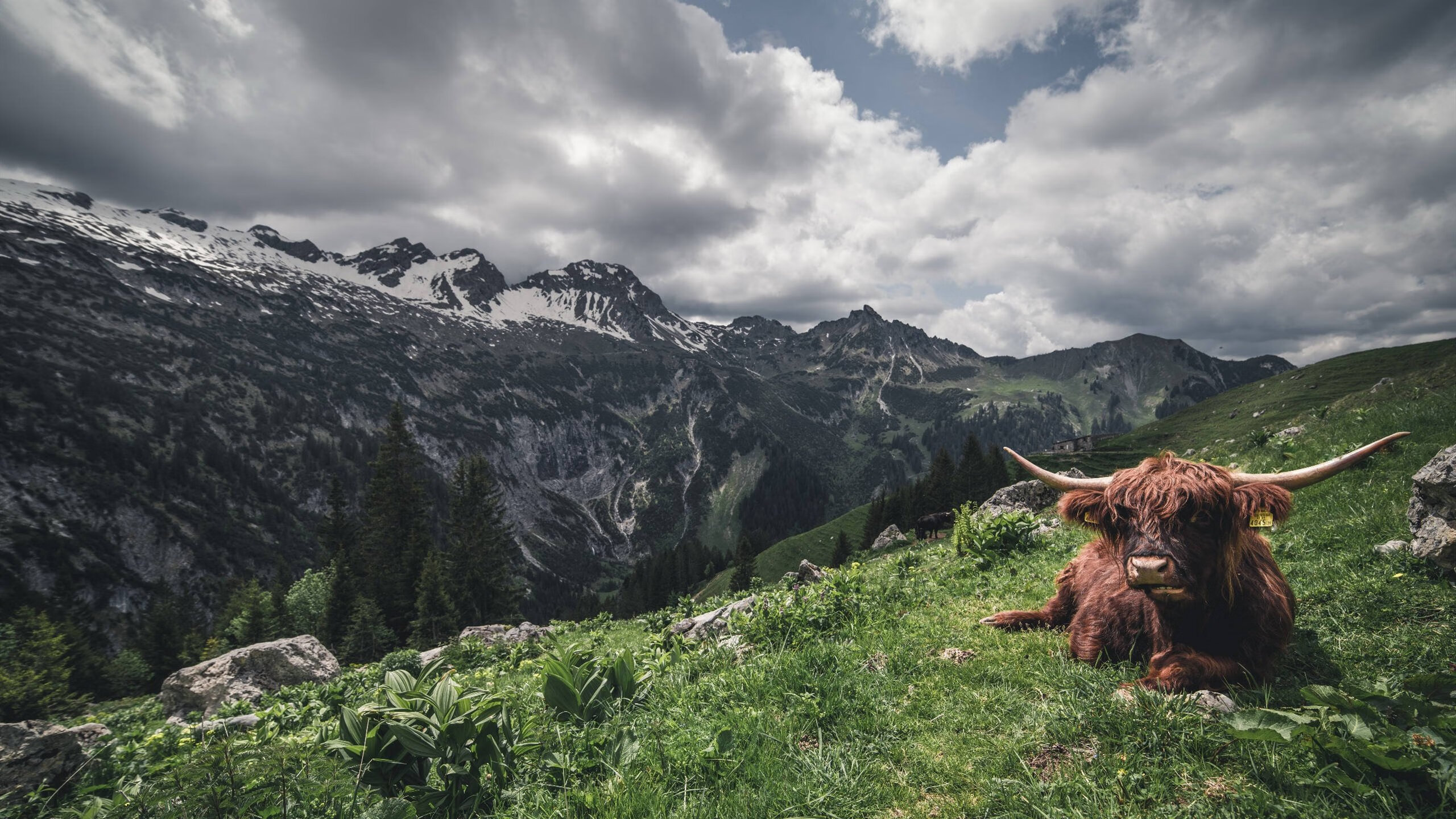 双星闪耀，伦纳德的欧冠之夜与勇士的决胜局哲学