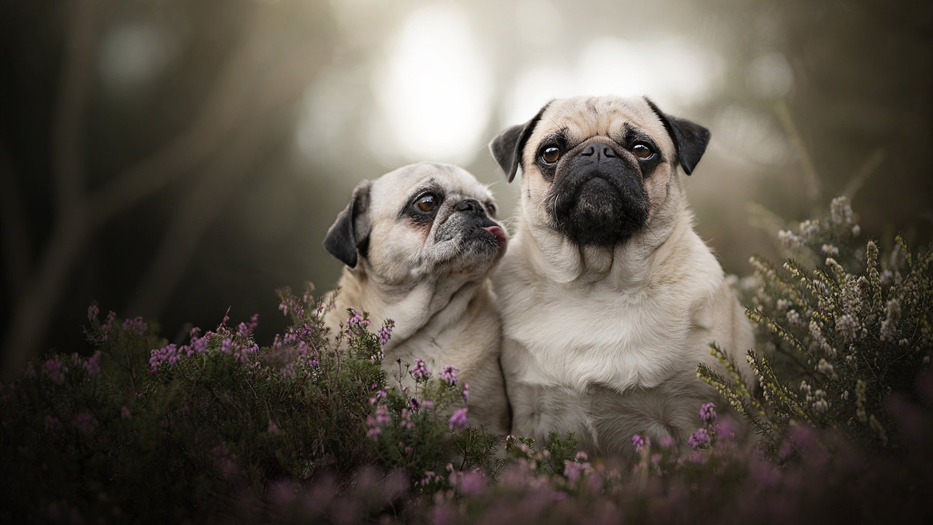 舞台的较量，皇马血战贝蒂斯，与迪巴拉的大场面定律