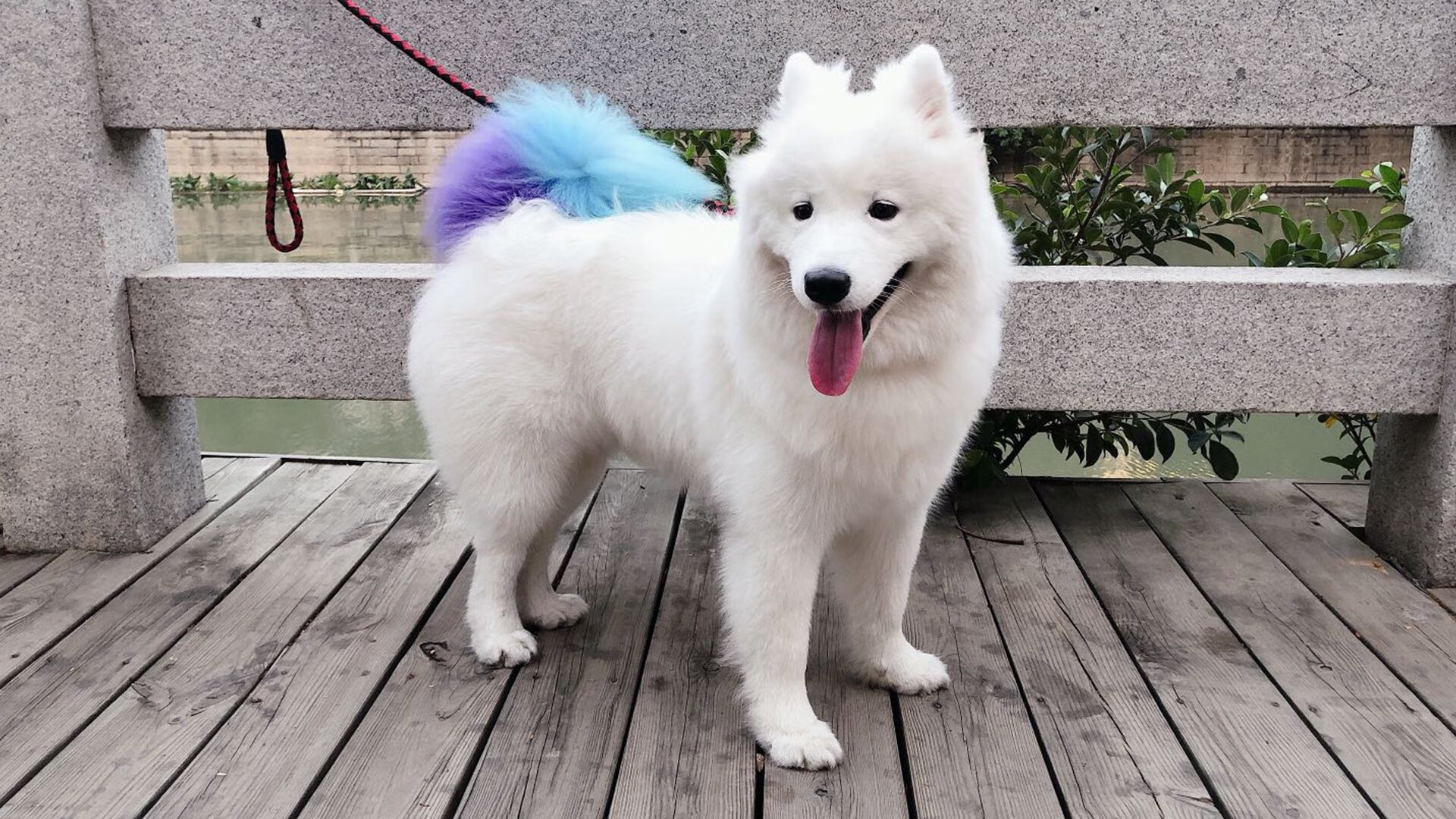 文艺复兴战火重燃，当苏格兰在绿茵场击败佛罗伦萨，厄德高如何成为穿越时空的关键先生？