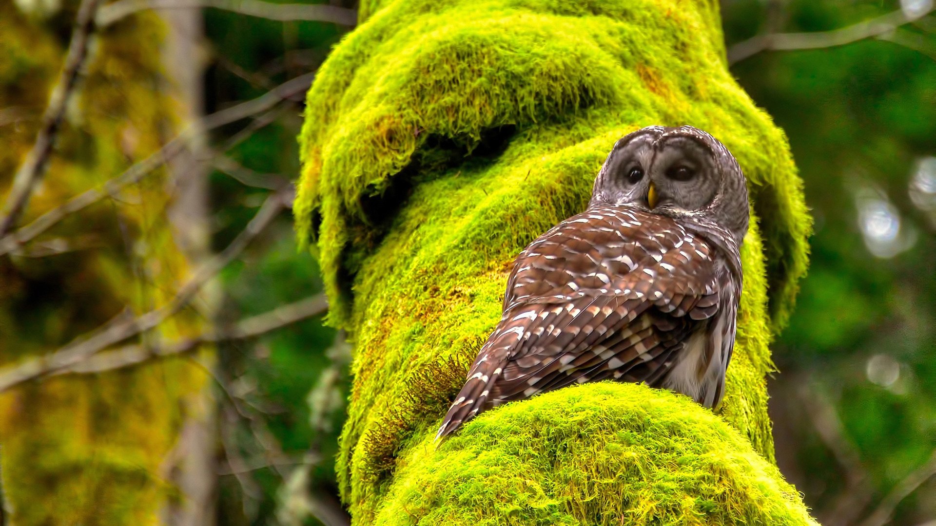 反客为主！马克西惊艳雷霆主场，独行侠展现客场魅力